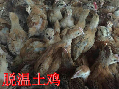西藏林芝鸡苗批发养殖基地长年出售各种鸡苗18090777568